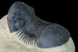 Bargain, Paralejurus Trilobite - Morocco #165924-3